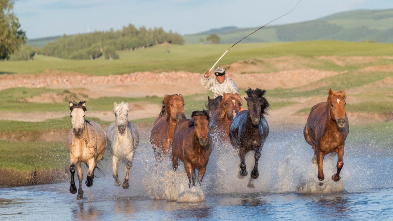 Mongolian traditionnaly dressed with horses running in a group in the water, Bashang Grassland, Zhangjiakou, Hebei Province, Inner Mongolia, China