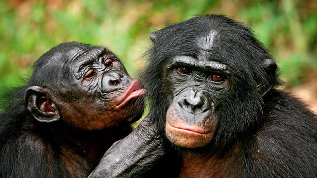 Bonobo apes, primates unique to Congo and humankind's closest relative, groom one another at a sanctuary just outside the capital Kinshasa