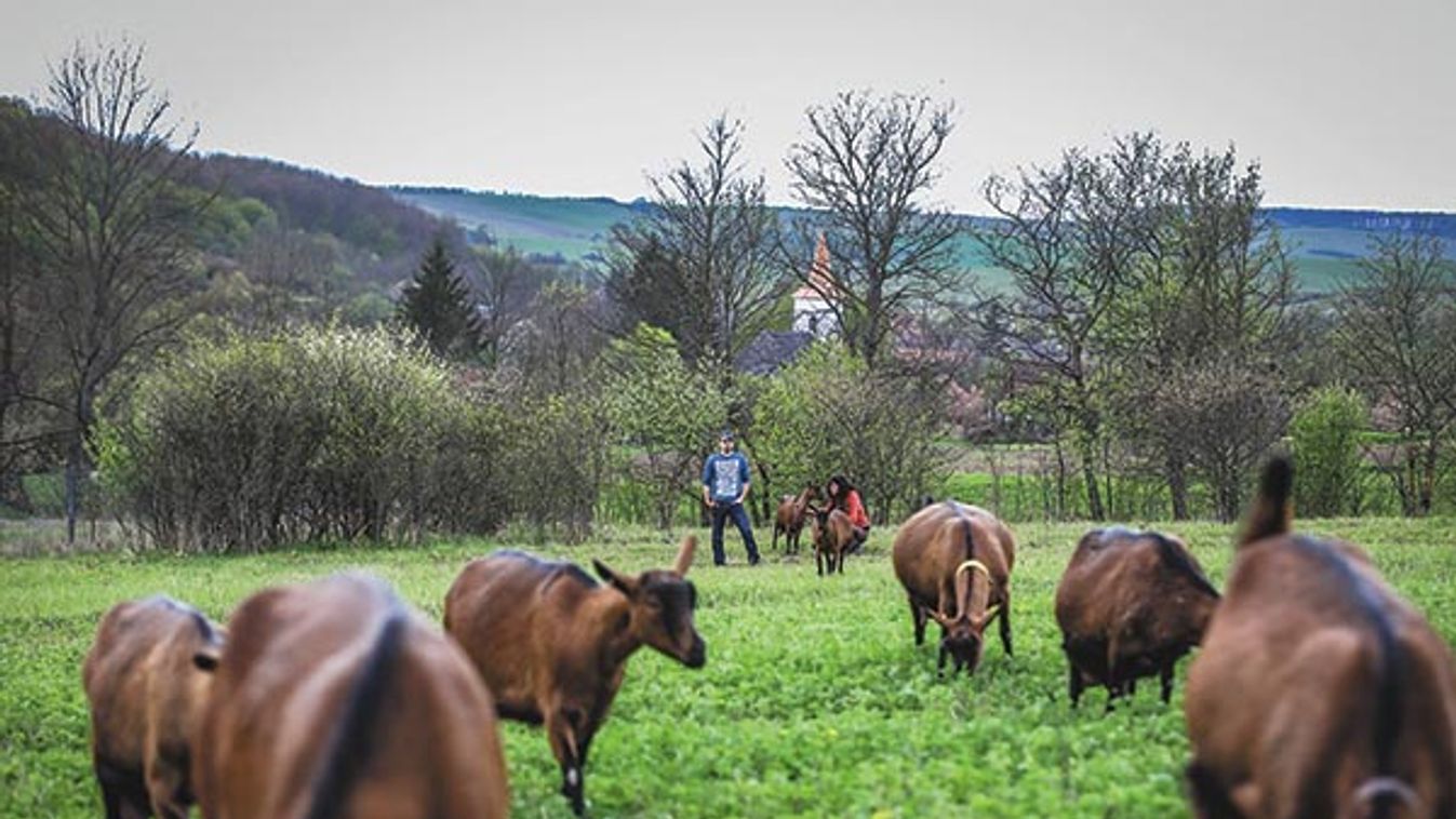 Kecskeség a Galyaságban - Uniós támogatással indult a fiatal házaspár gazdasága