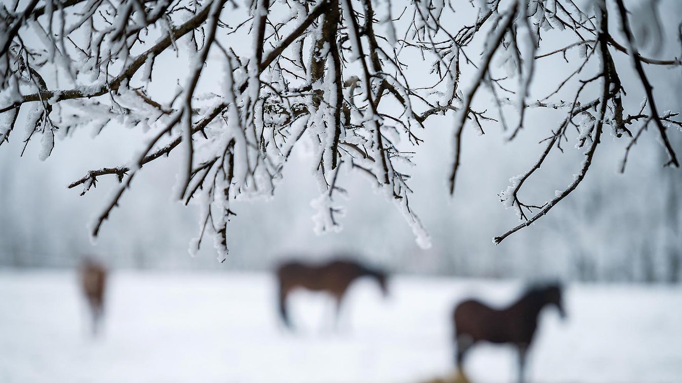 Ahol méltósággal öregedhet meg a hátas