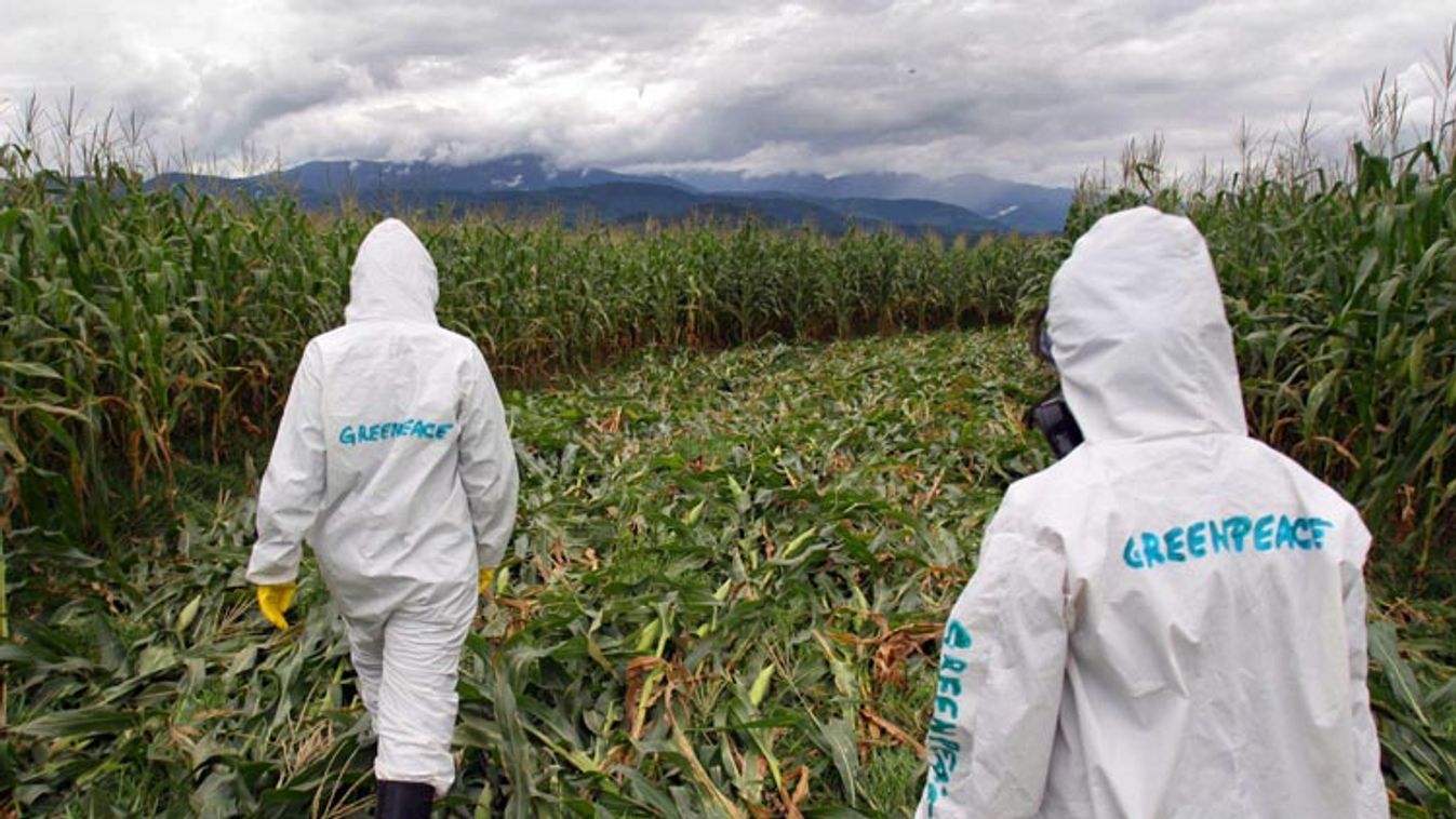 GMO maize action Mexico