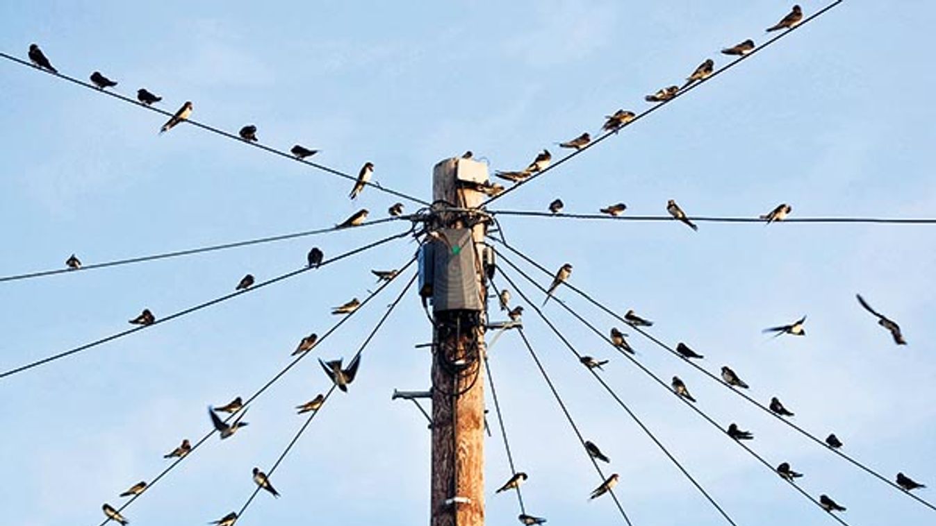 Swallow getting ready for their migration