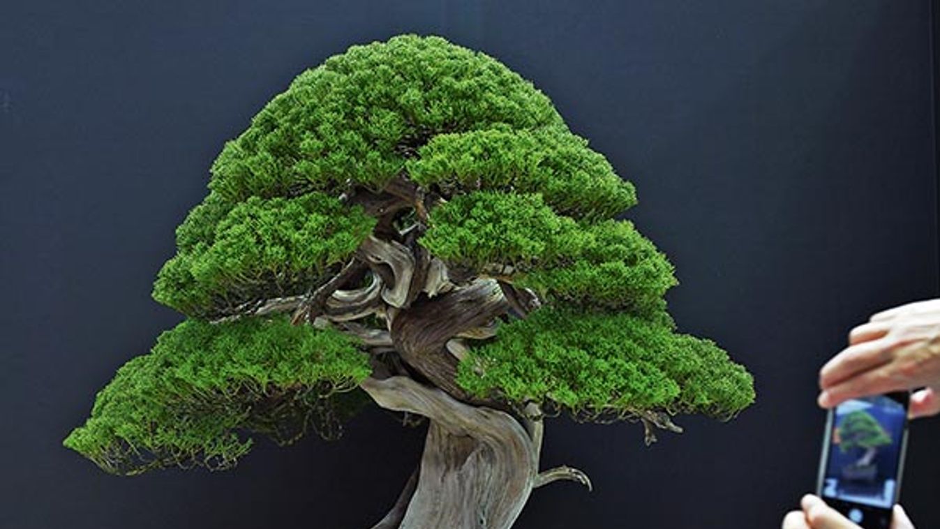 The 8th World Bonsai Convention in Japan