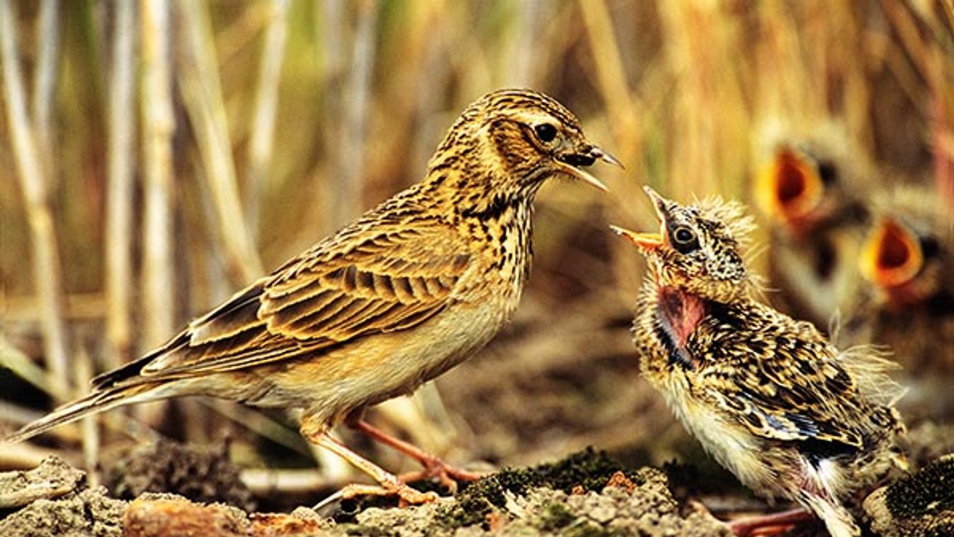 Skylark Alauda arvensis