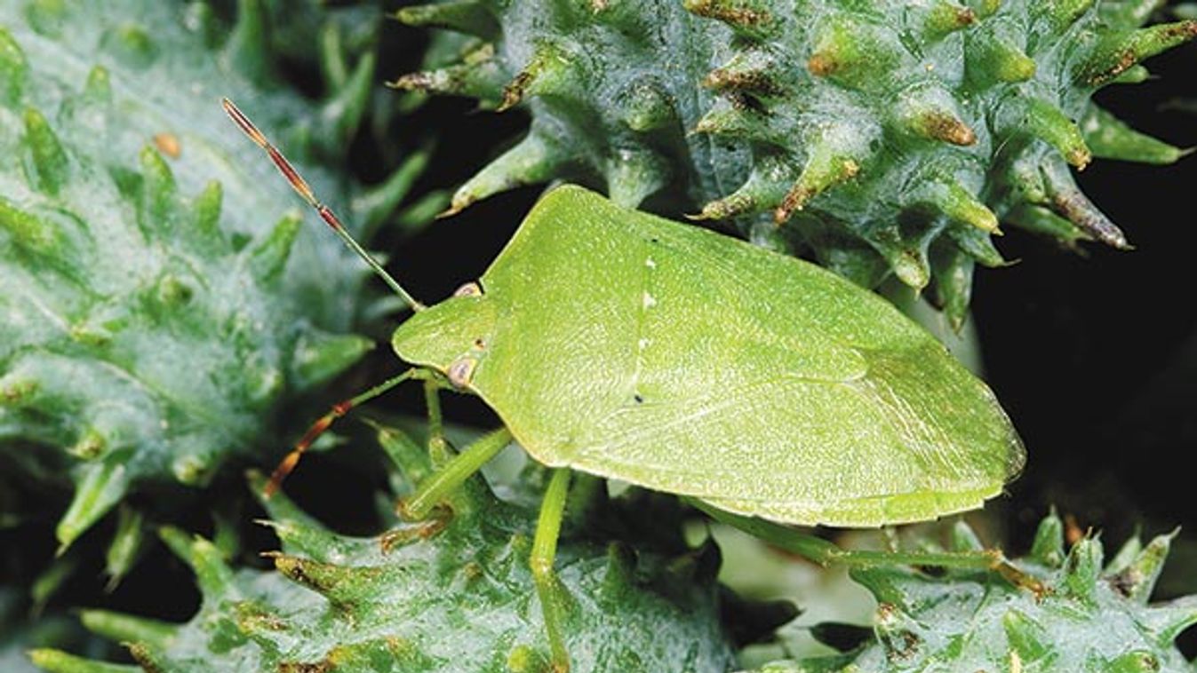 Southern green shieldbug