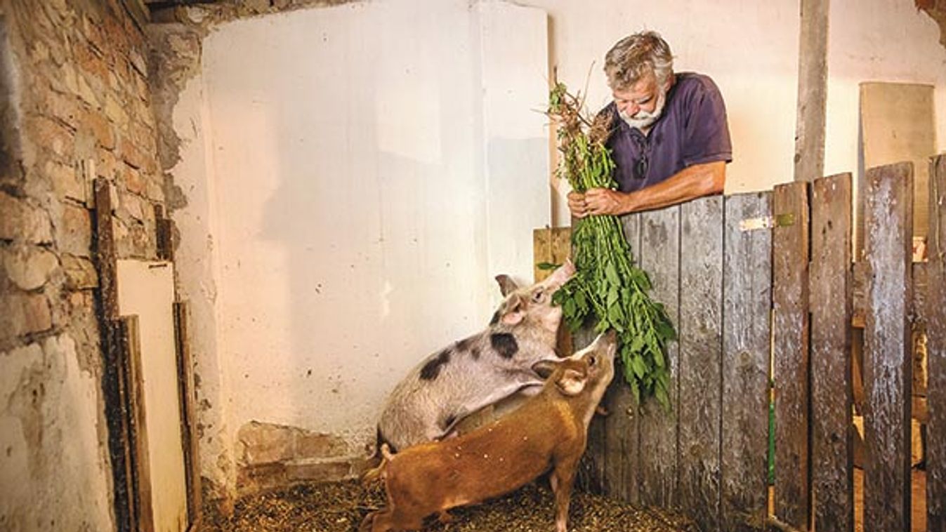 Jól érzik magukat a Szabad Föld Kertjében: Eljött a disznónász ideje