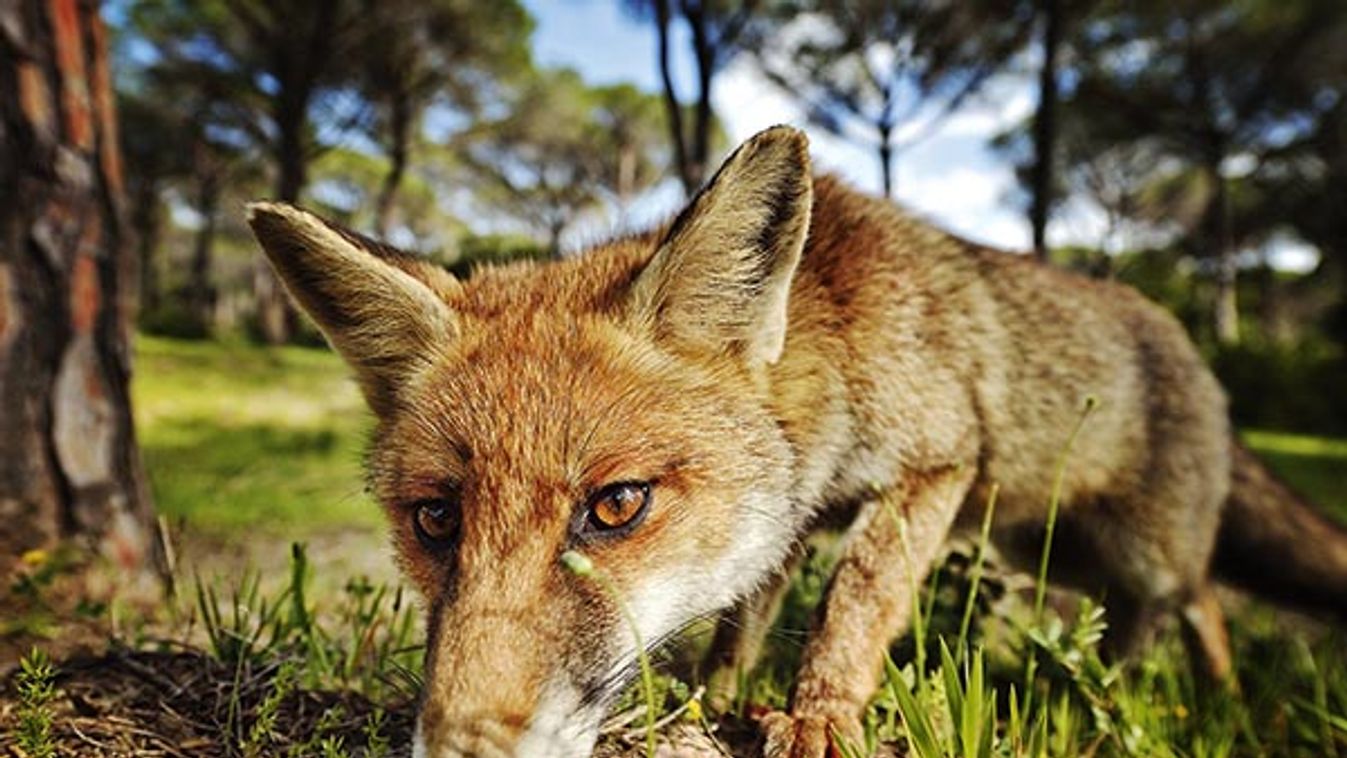 Portrait of Red Fox on the lookout