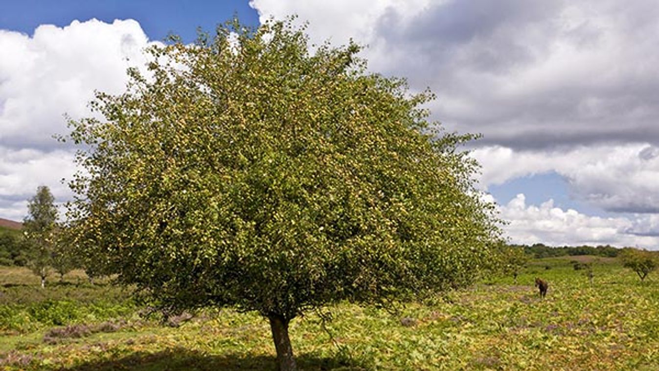 Vadóka, a győztes