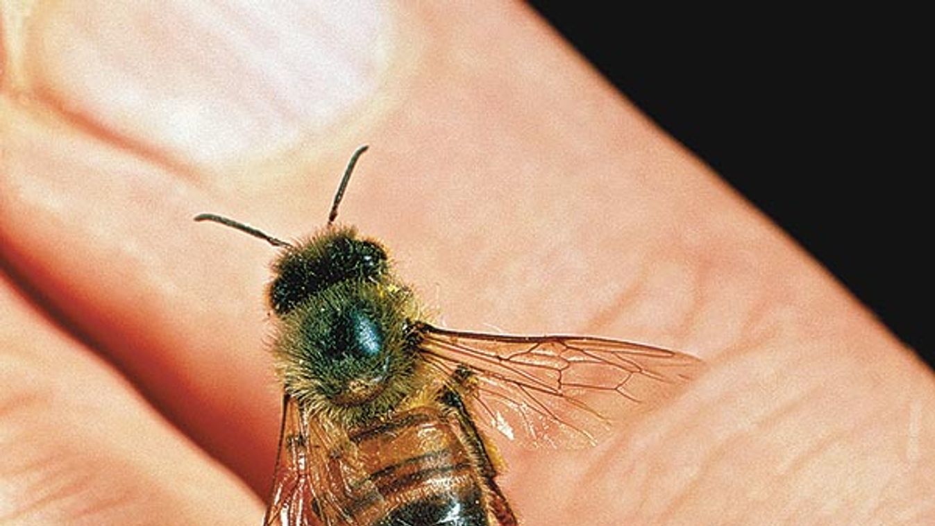 Honeybee stinging a finger