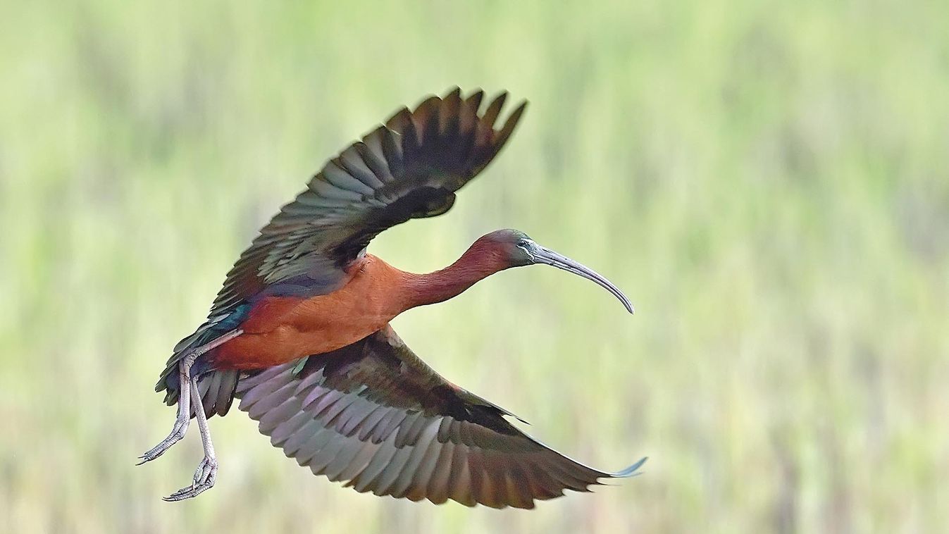 Glossy,Ibis,(plegadis,Falcinellus)