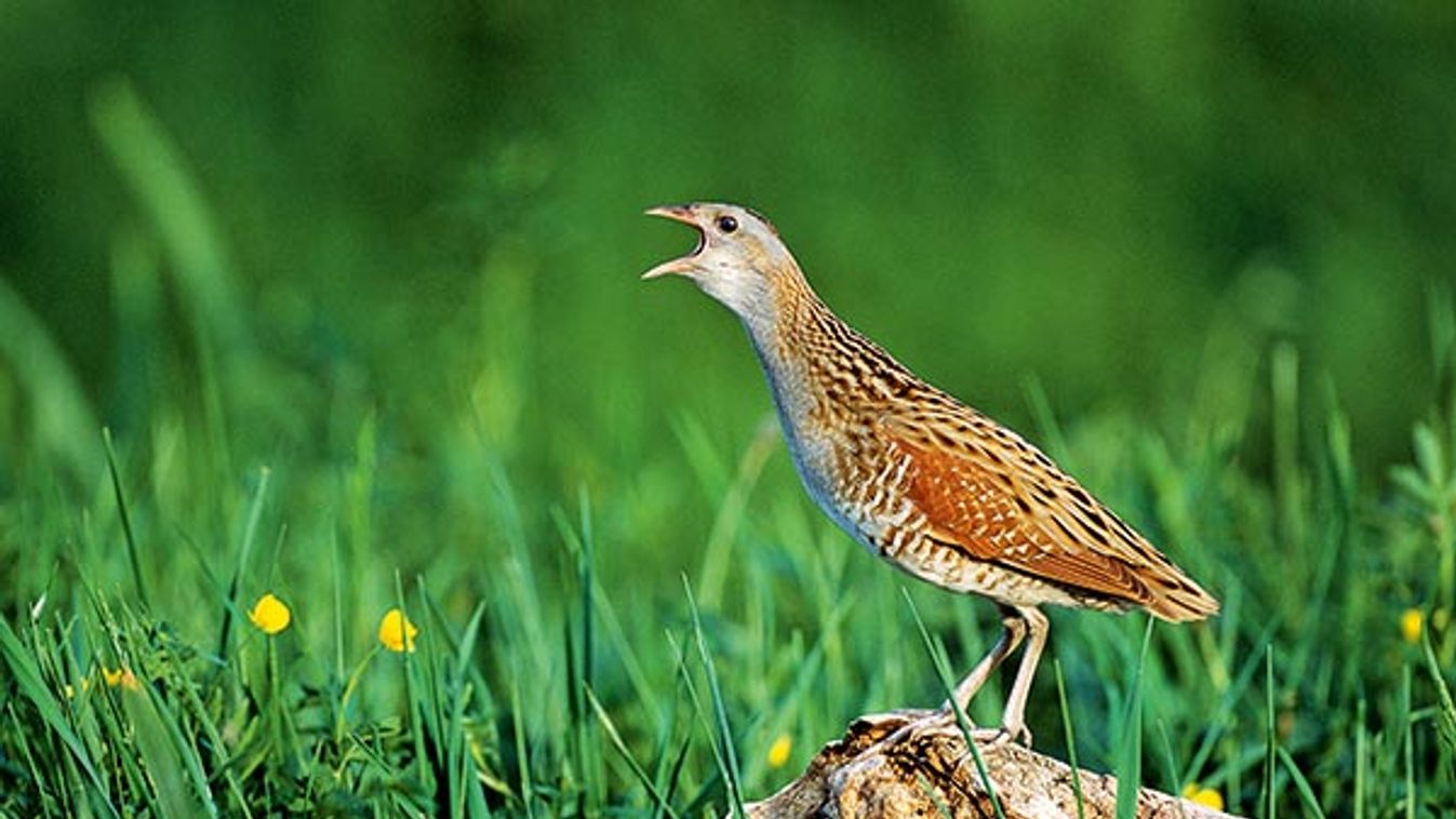 France, Maine et Loire, Low Angevines Valleys listed RAMSAR site and Natura 2000, Corncrake (Crex crex) singing