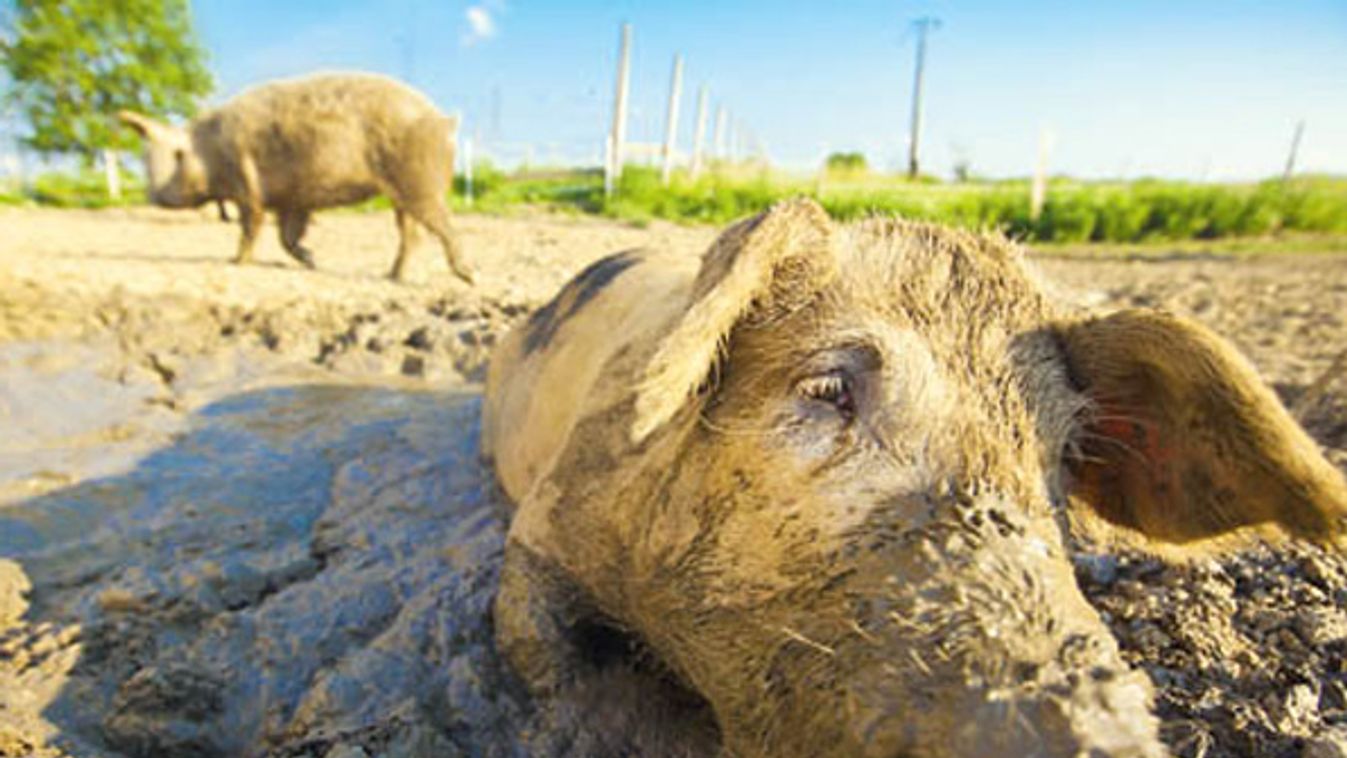 Tovább csökkentek az agrárárak