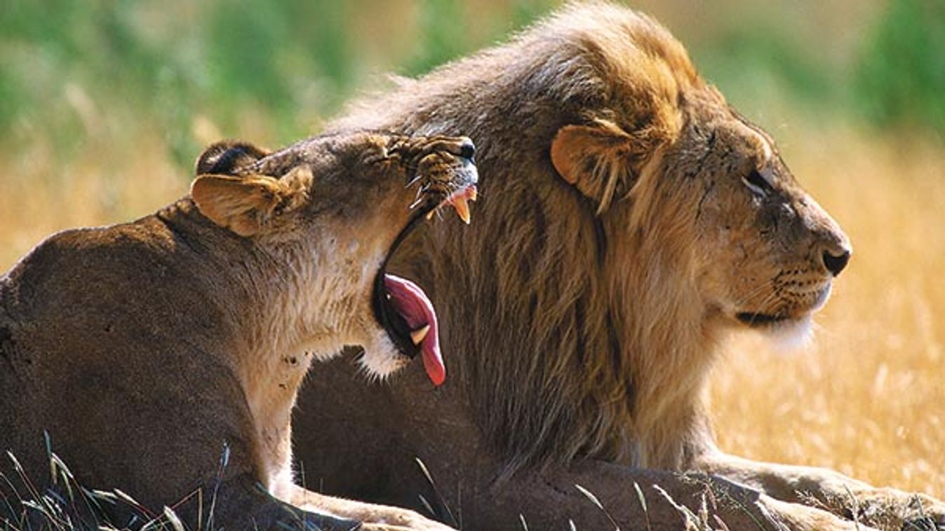 Male and female lion (Panthera leo) resting in forest