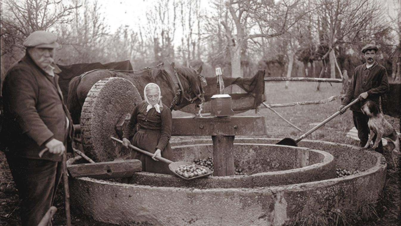 FABRICATION DU CIDRE - MEULE