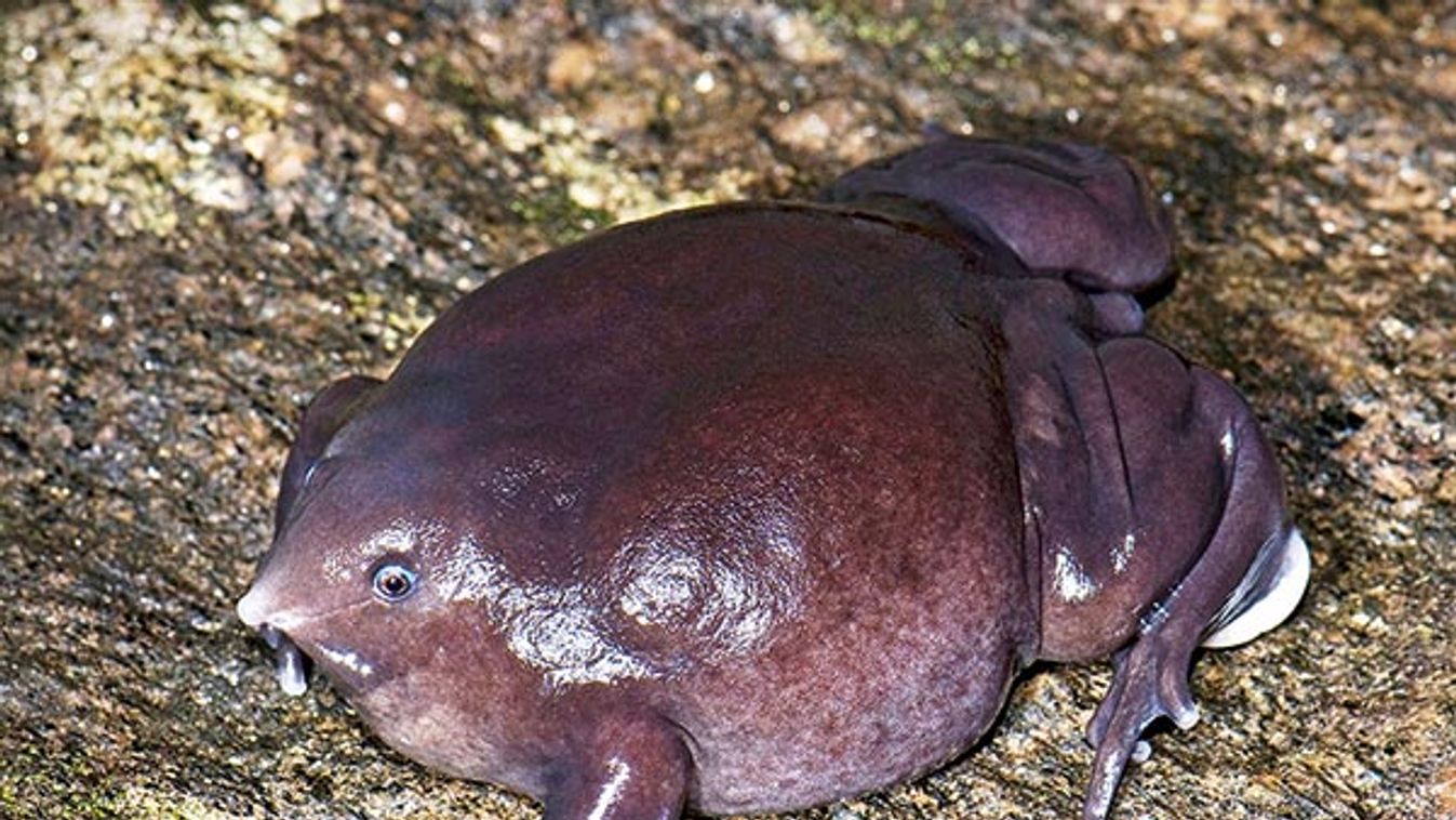 Pignose frog