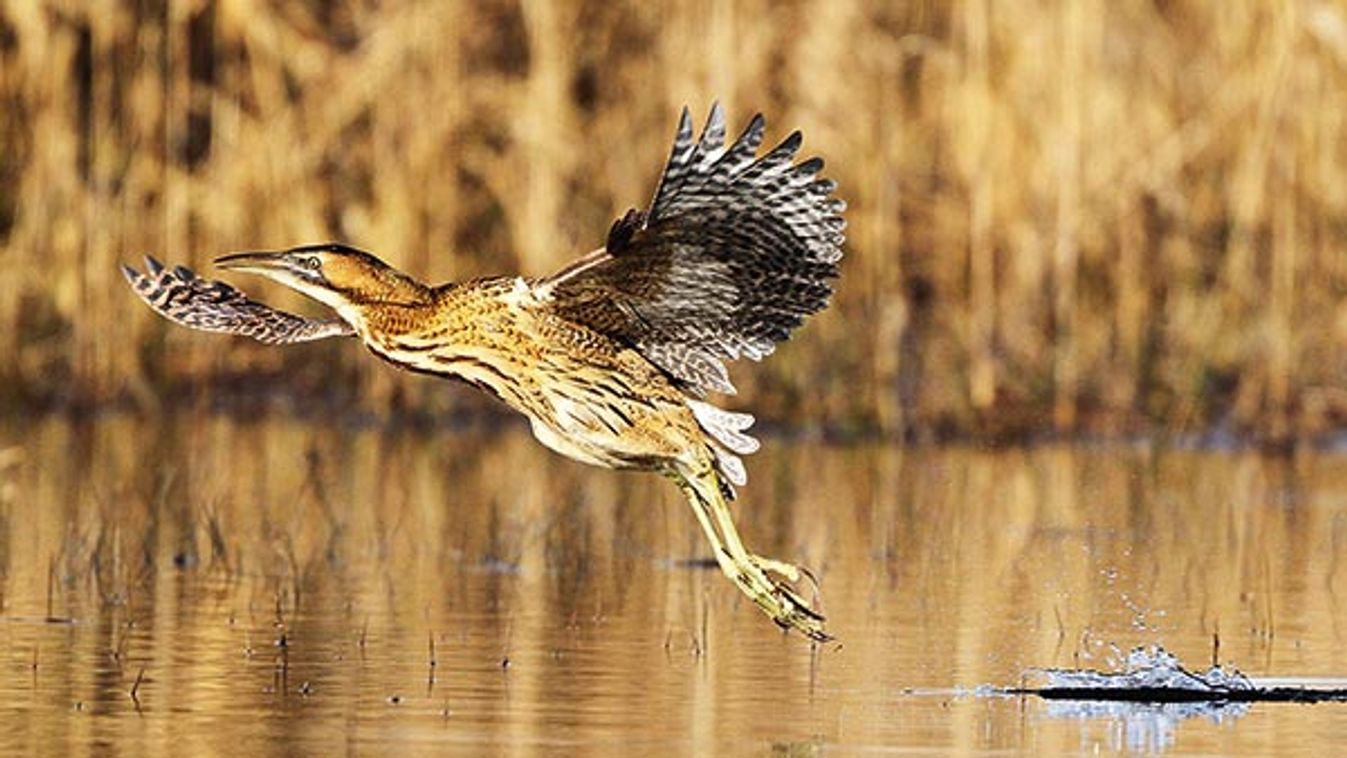 Great Bittern (Botaurus stellaris) taking flight from lake, Switzerland