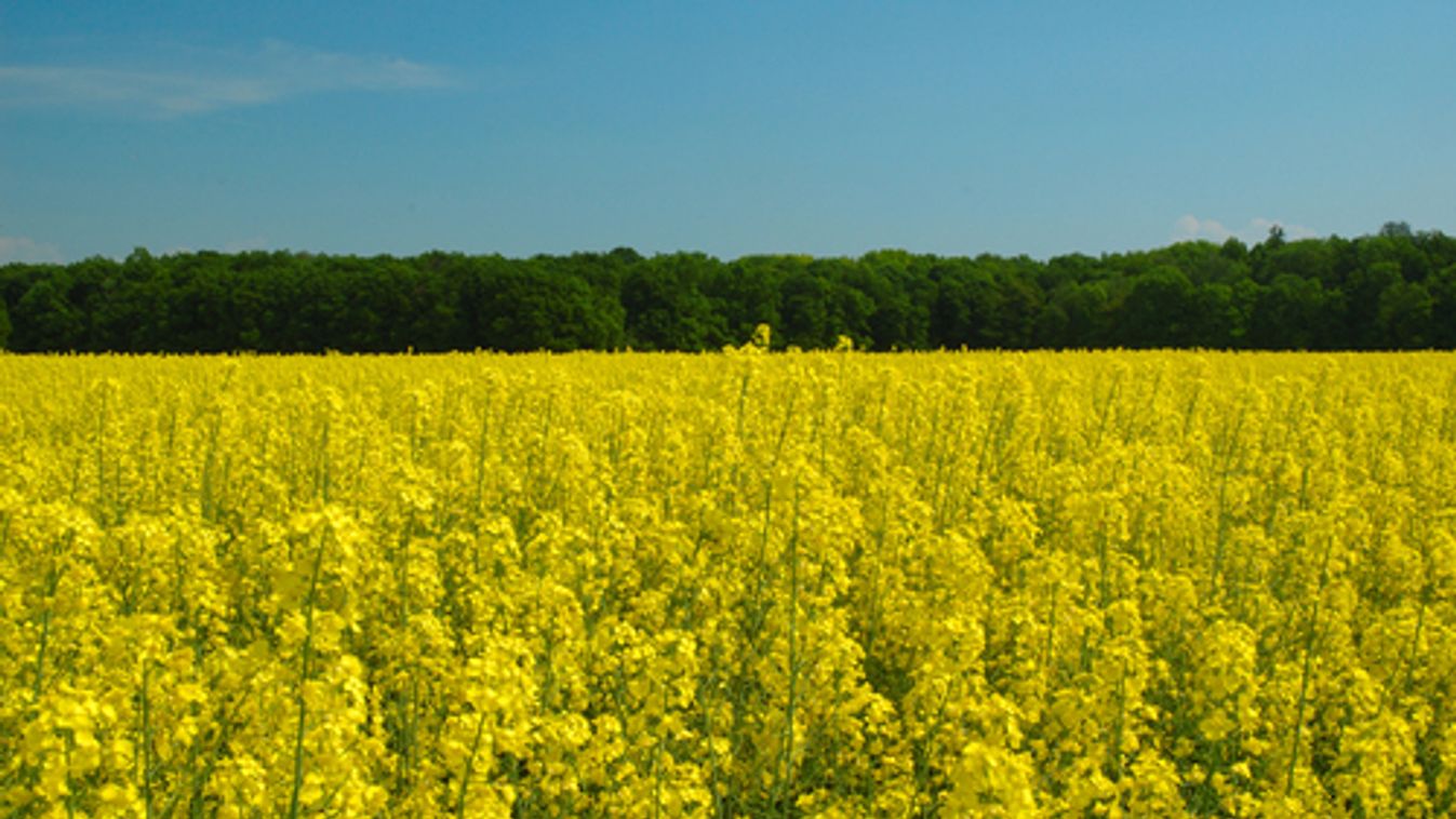 Baj van: a vadonban is megél a GMO-s repce!