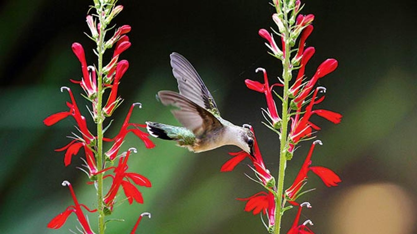 A Ruby-throated Hummingbird, Archilochus colubris flying to a Cardinal flower, Lobelia cardinalis. Female or immature male.