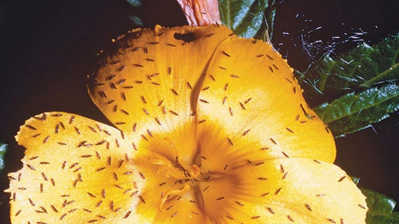 Thrips of thunder flies feeding on flowers