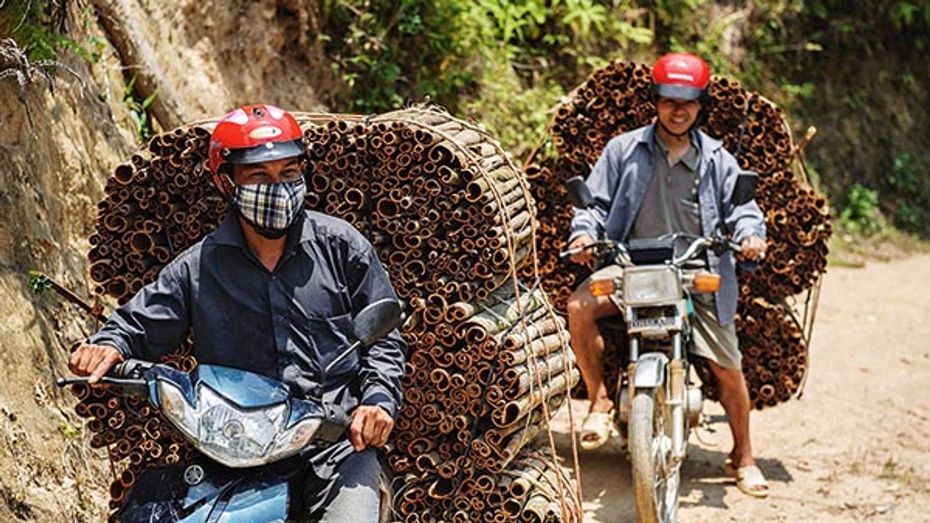 Dzao men transporting fresh cinnamon bark on motorcycles