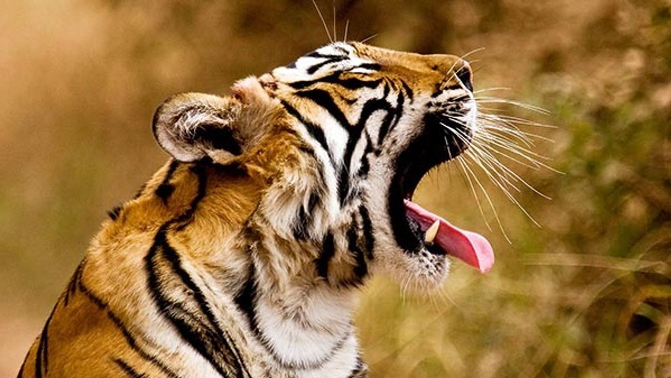 Tiger sitting and yawning on the forest tracks of Ranthambore tiger reserve