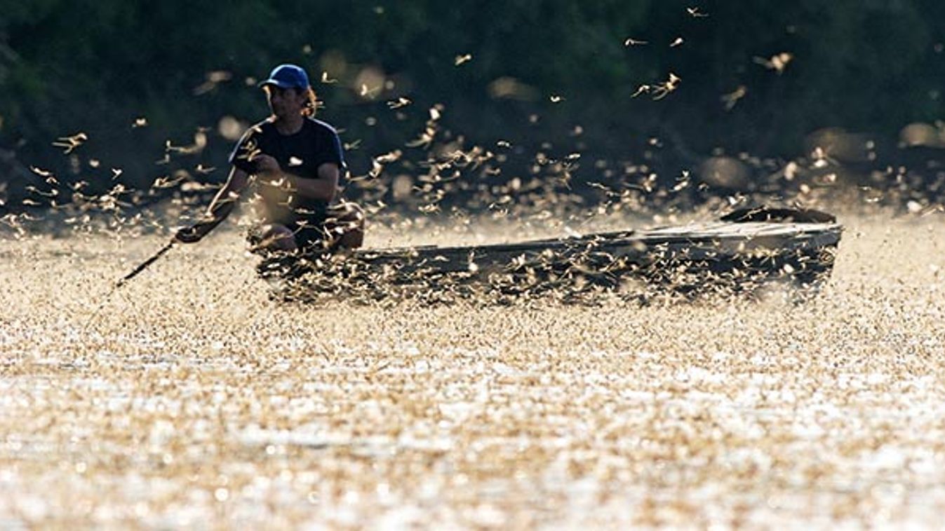 Kivirágzott a Tisza - De milyen virág is a tiszavirág?