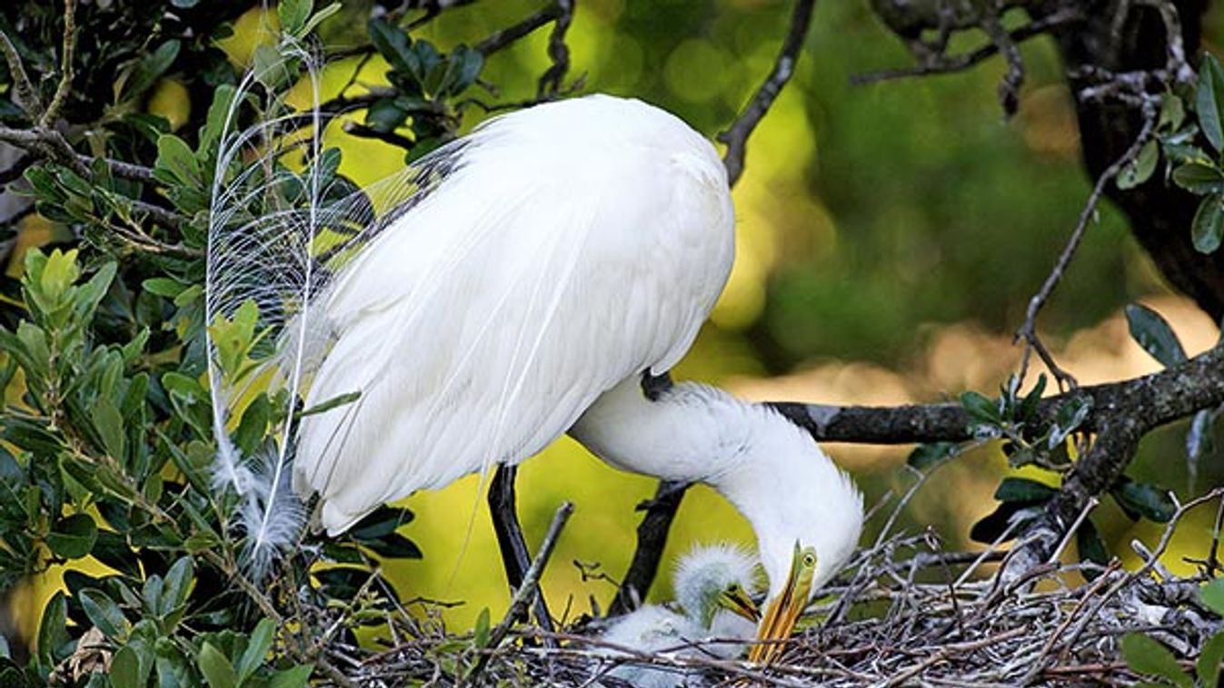 Great Egret (Casmerodius albus) adult, at nest with chicks, Florida, U.S.A.