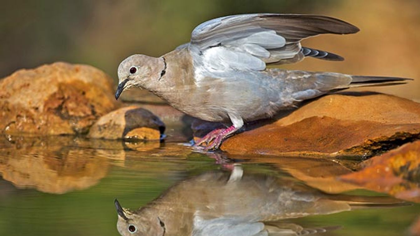 Eurasian Collared Dove (Streptopelia decaocto), Denia, Alicante (Spain)