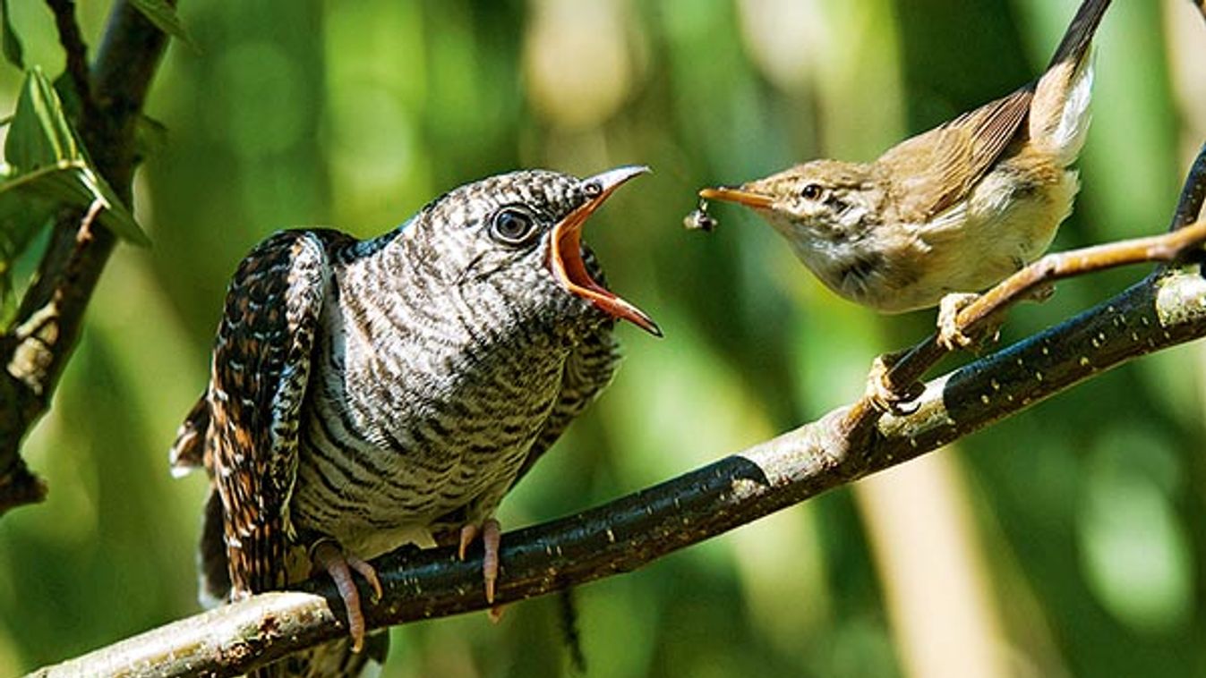 Eurasian cuckoo (Cuculus canorus), Red Warbler feeding young cuckoo 26 days old, Germany, Lower Saxo