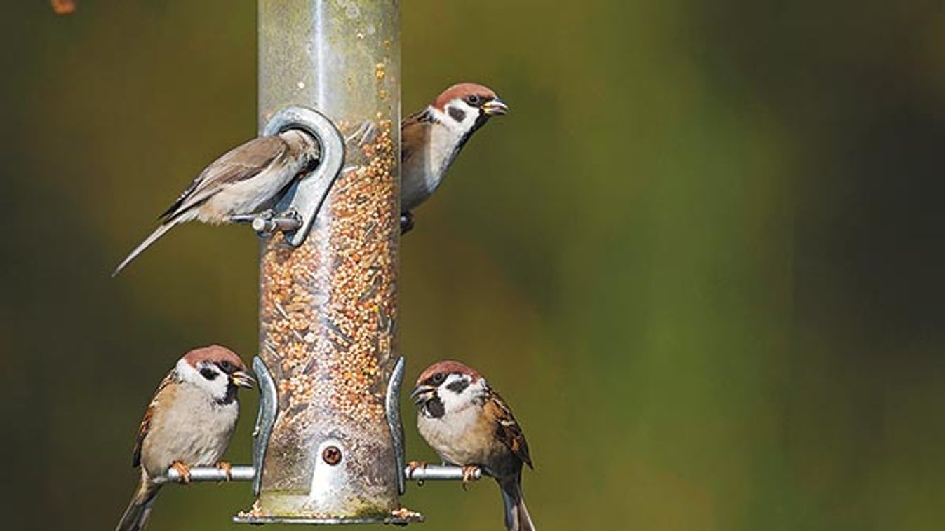 Eurasian tree sparrow (Passer montanus), tree sparrows feed grains from a bird feeder, Germany