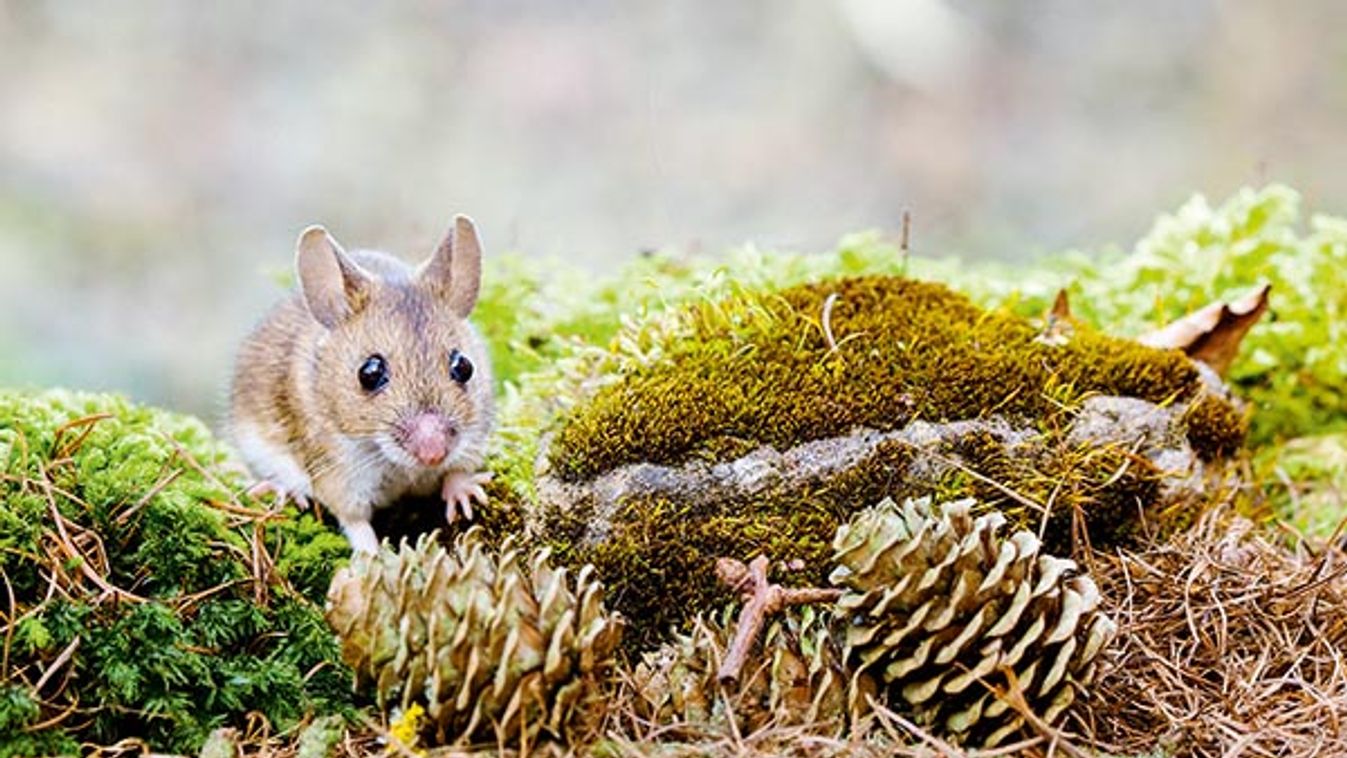 Wood Mouse - Single juvenile on moss covered rock