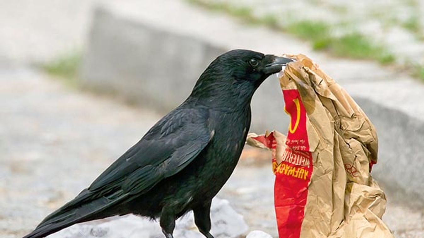 Carrion crow (Corvus corone) scavenging for food in garbage on street, Germany