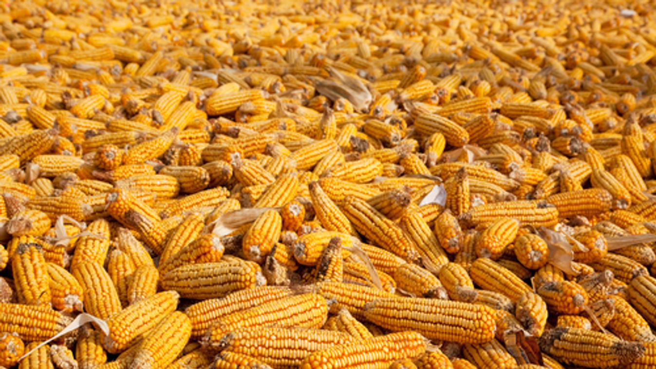 Kukorica, repce nyer, búza, állatok vesztenek az új uniós agrárpolitikán