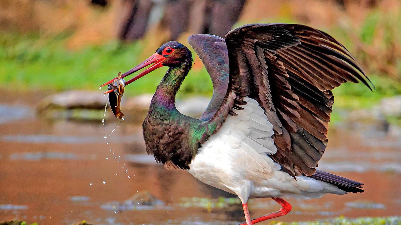 Black,Stork,Foraging,In,The,Habitat