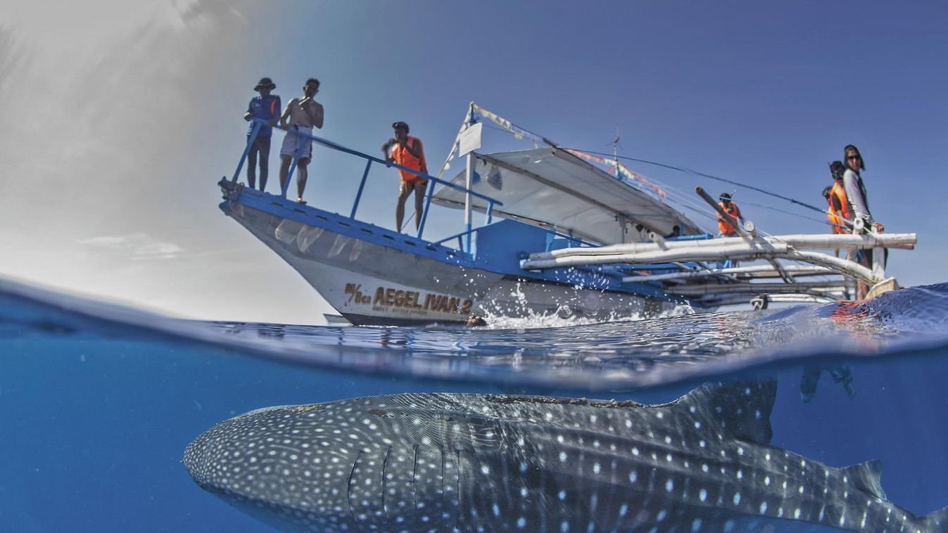 Whale shark (Rhincodon typus) below a banca boat in Honda Bay, Palawan, The Philippines, Southeast Asia