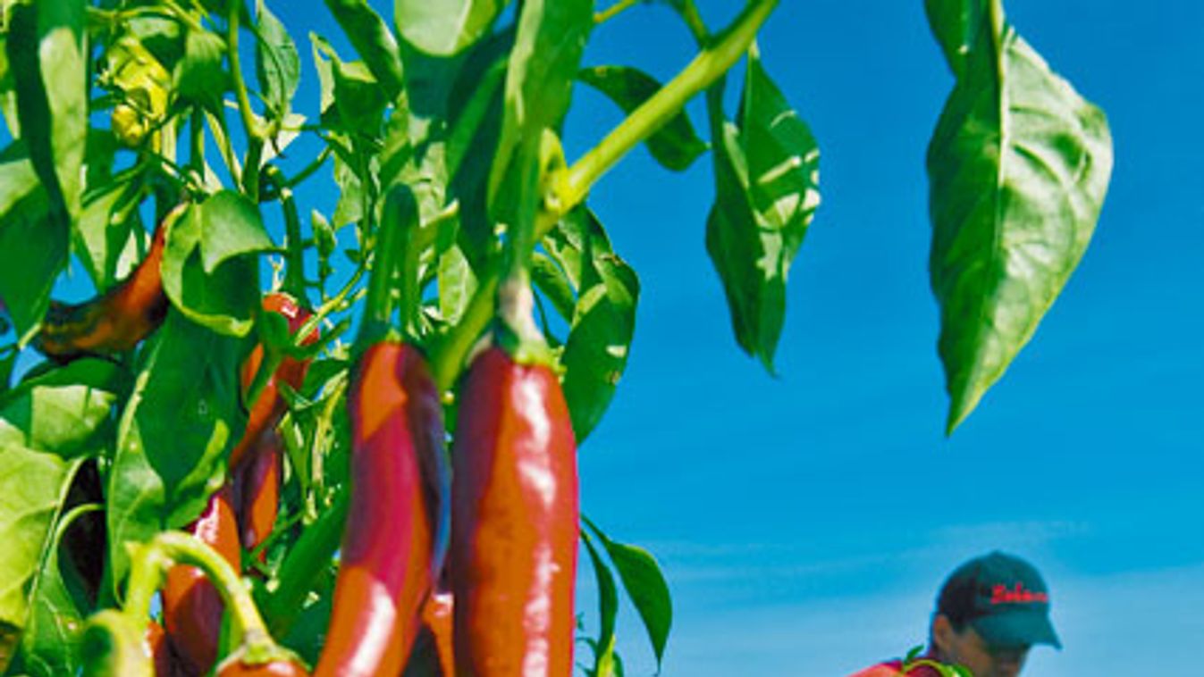 Idén is kapnak külön támogatást a fűszerpaprika termesztők