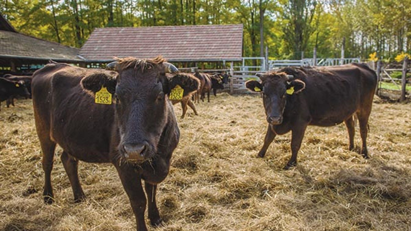 Így lesz hamissá a tatárbifsztek – avagy miért nem eszünk több marhát?