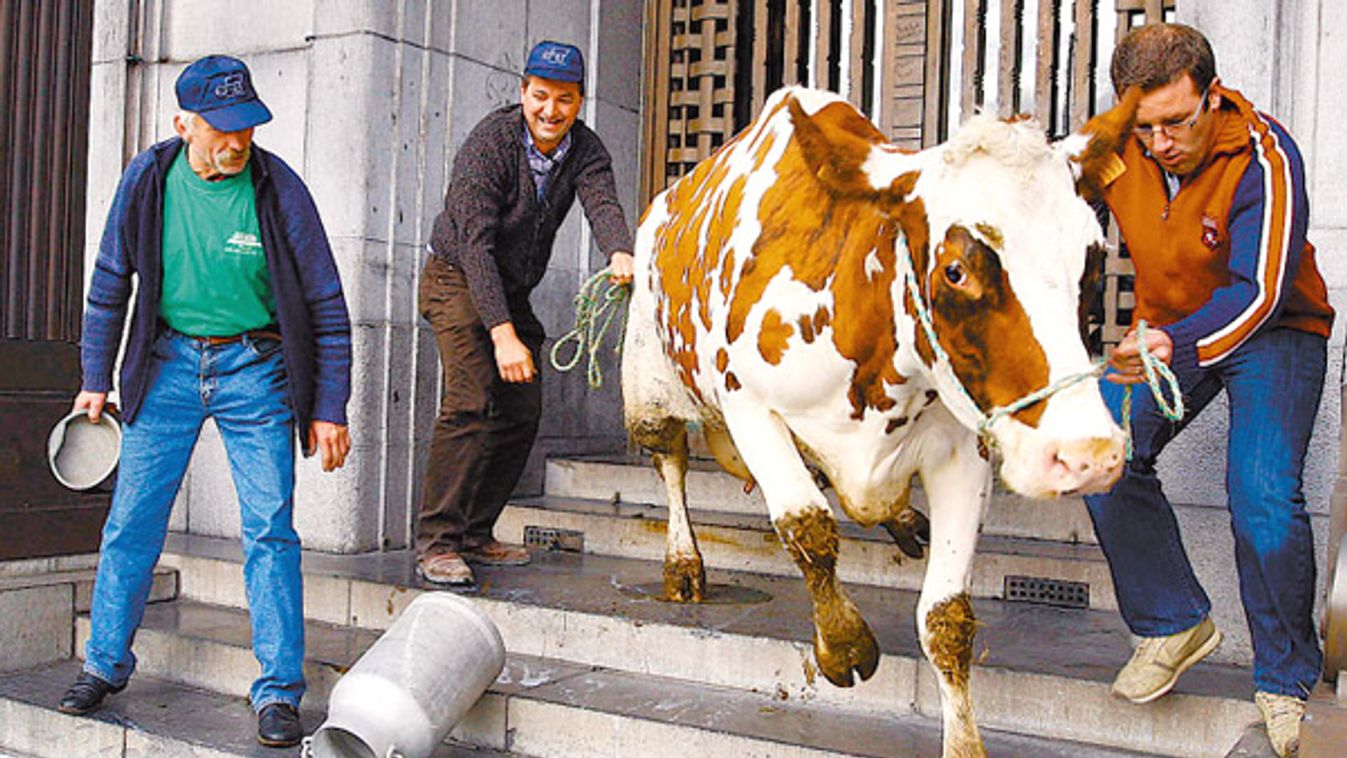 Belgian milk producers pour milk near a cow on the main square in the Belgium's city of Charleroi