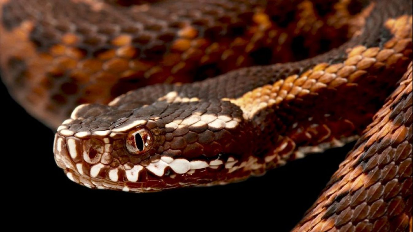 Kaznakov's viper (Vipera kaznakovi). Matthijs Kuijpers / Biosphoto / Biosphoto via AFP