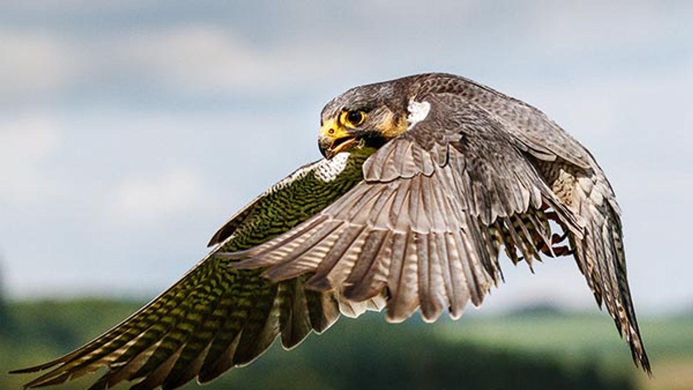 Peregrine Falcon (Falco peregrinus)