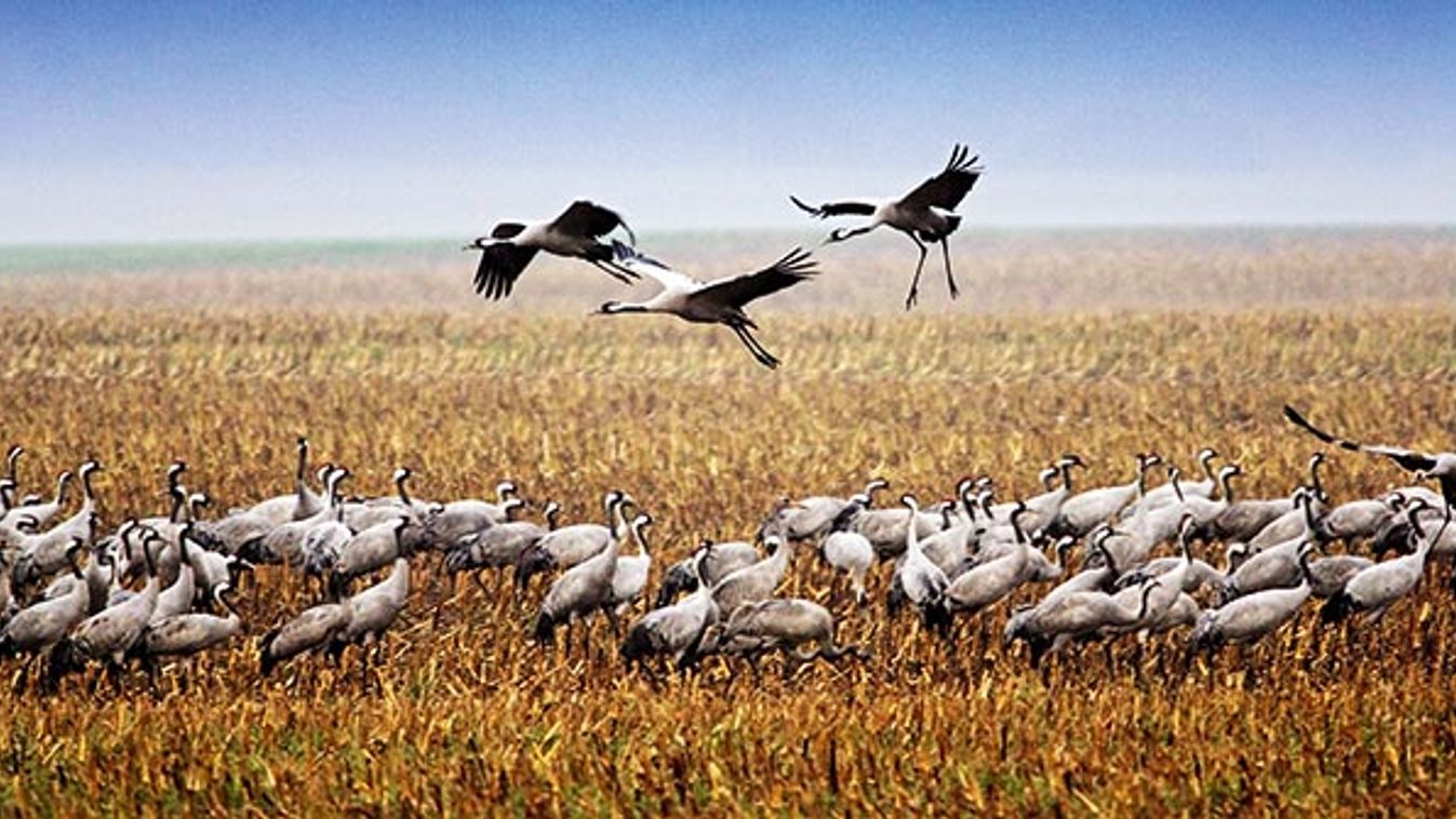 Kranichzug im Herbst Migrating cranes in autumn
