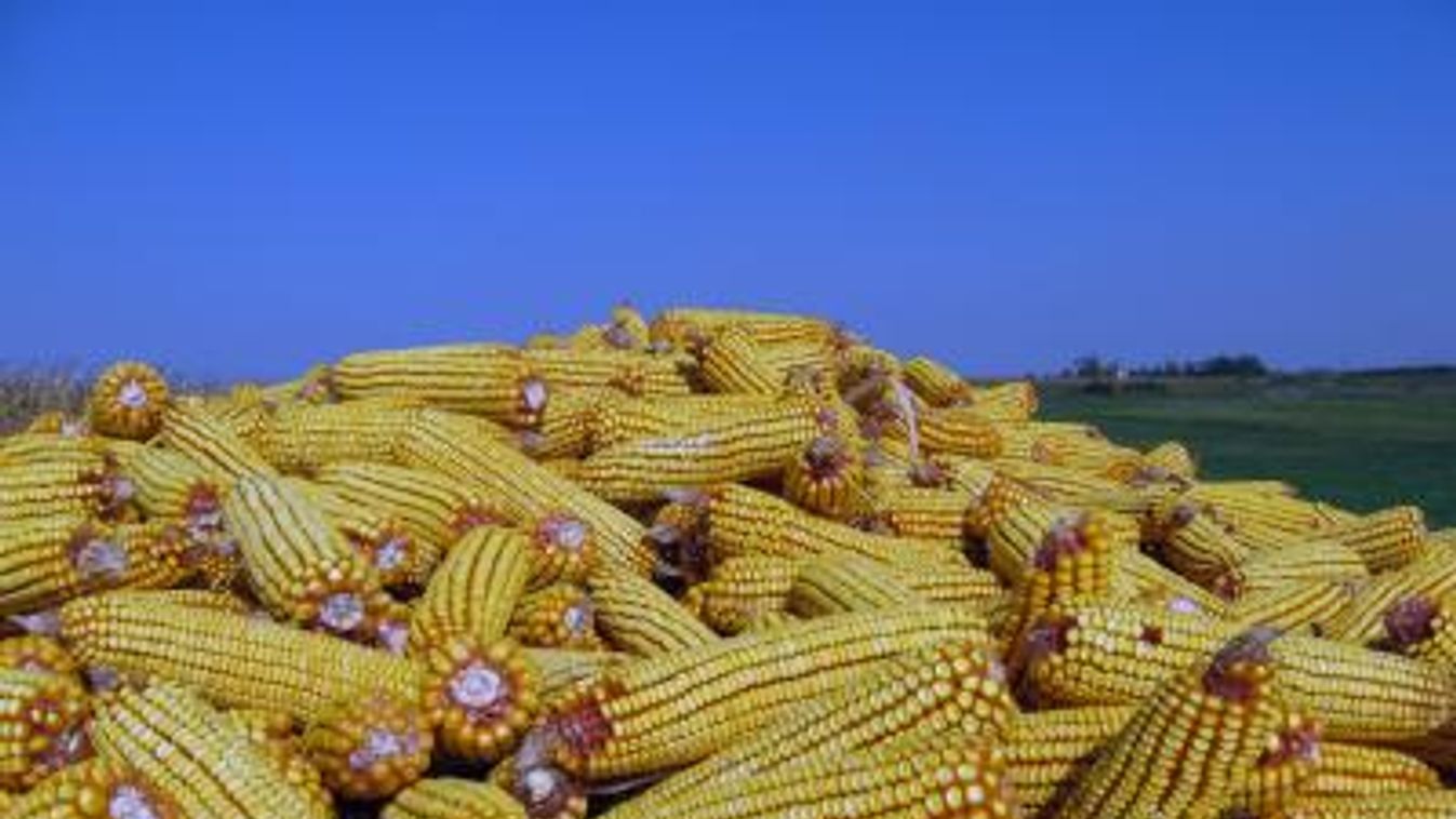 Hatástalanítani kell a kukoricagránátot