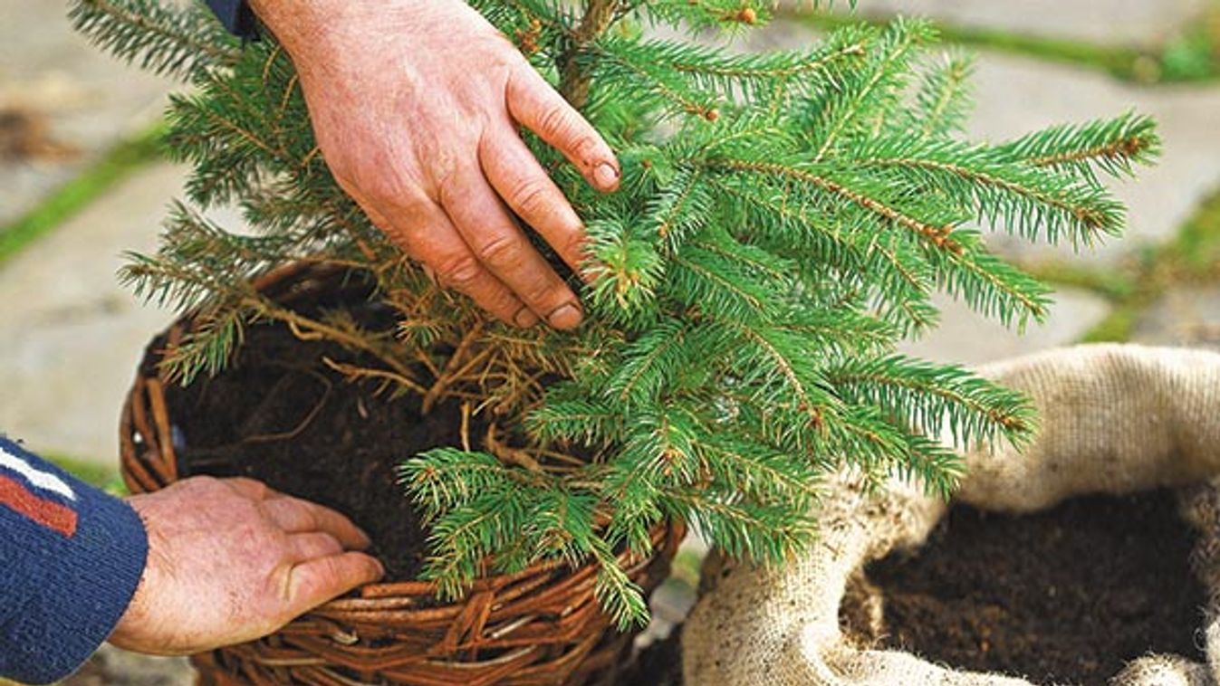 Packing the spaces around the root ball of a Christmas tree