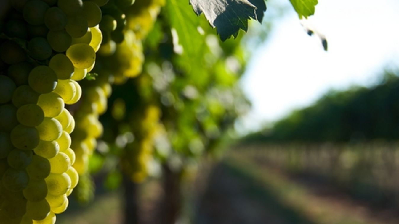 Megverte a Csabagyöngye a Beaujolais-t!