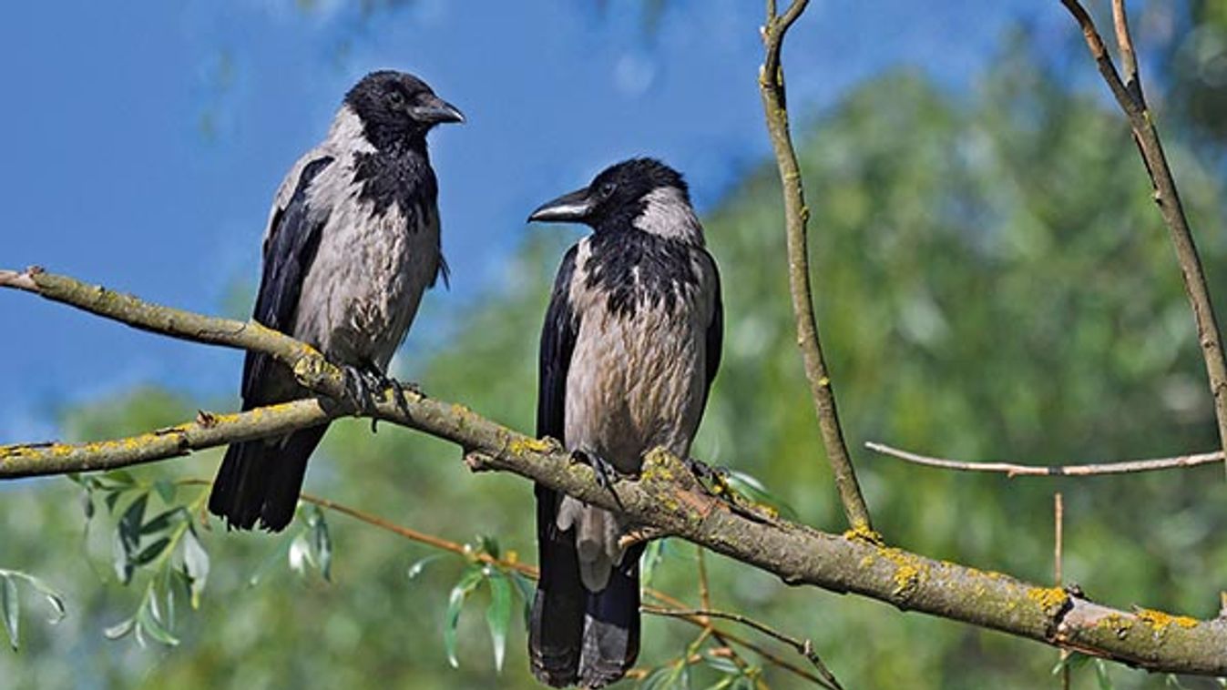 Couple of Hooded Crows (Corvus corone cornix) on a branch, Danube Delta, Romania