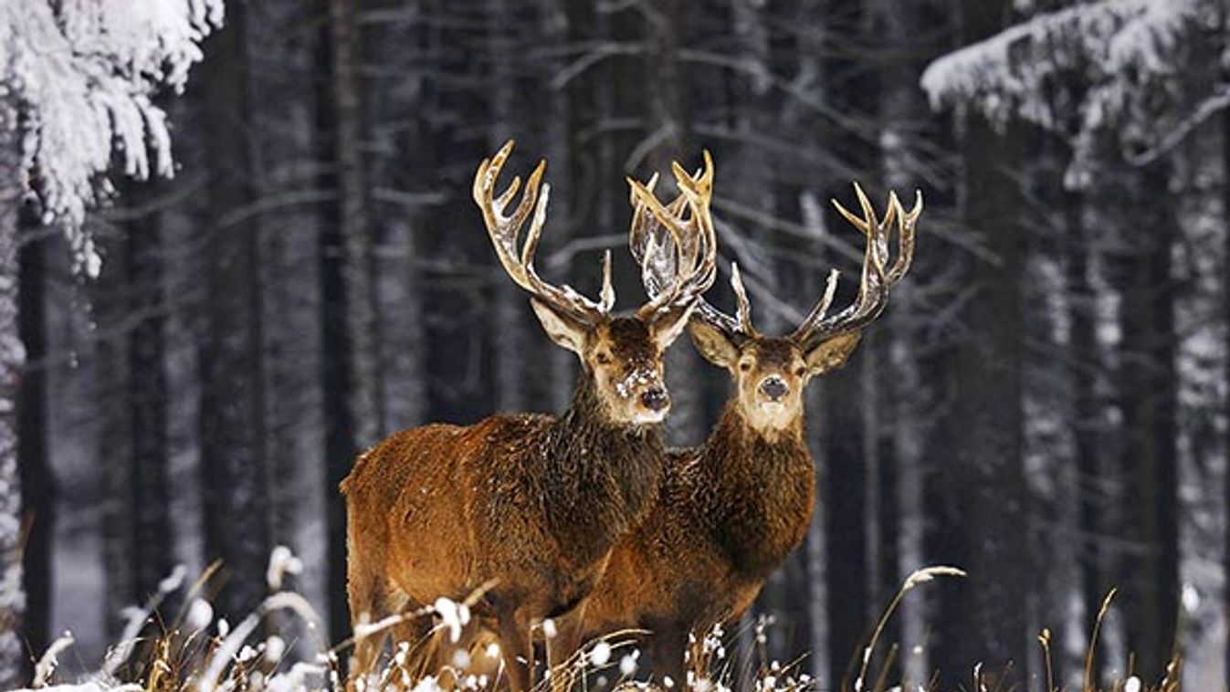 red deer (Cervus elaphus), red deer bucks in snow, Germany