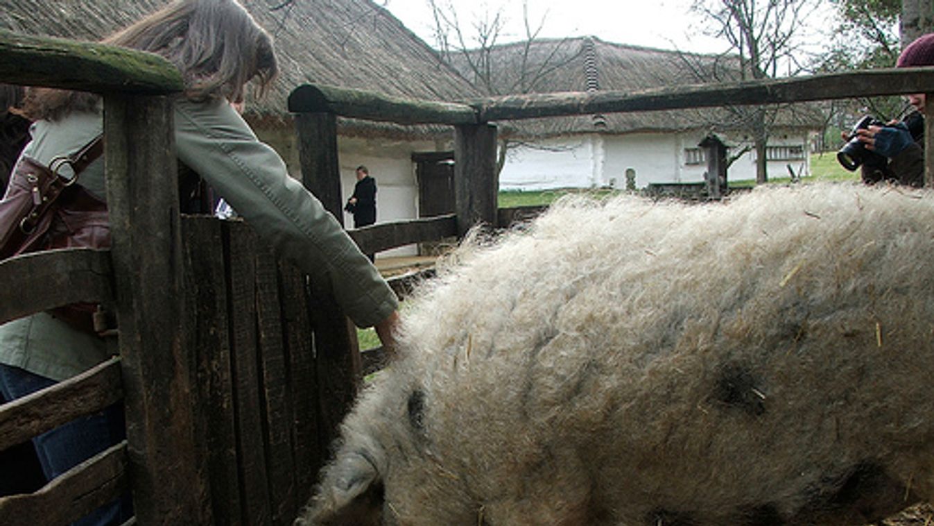 Kistehén mellett pusztulnak a mangalicák