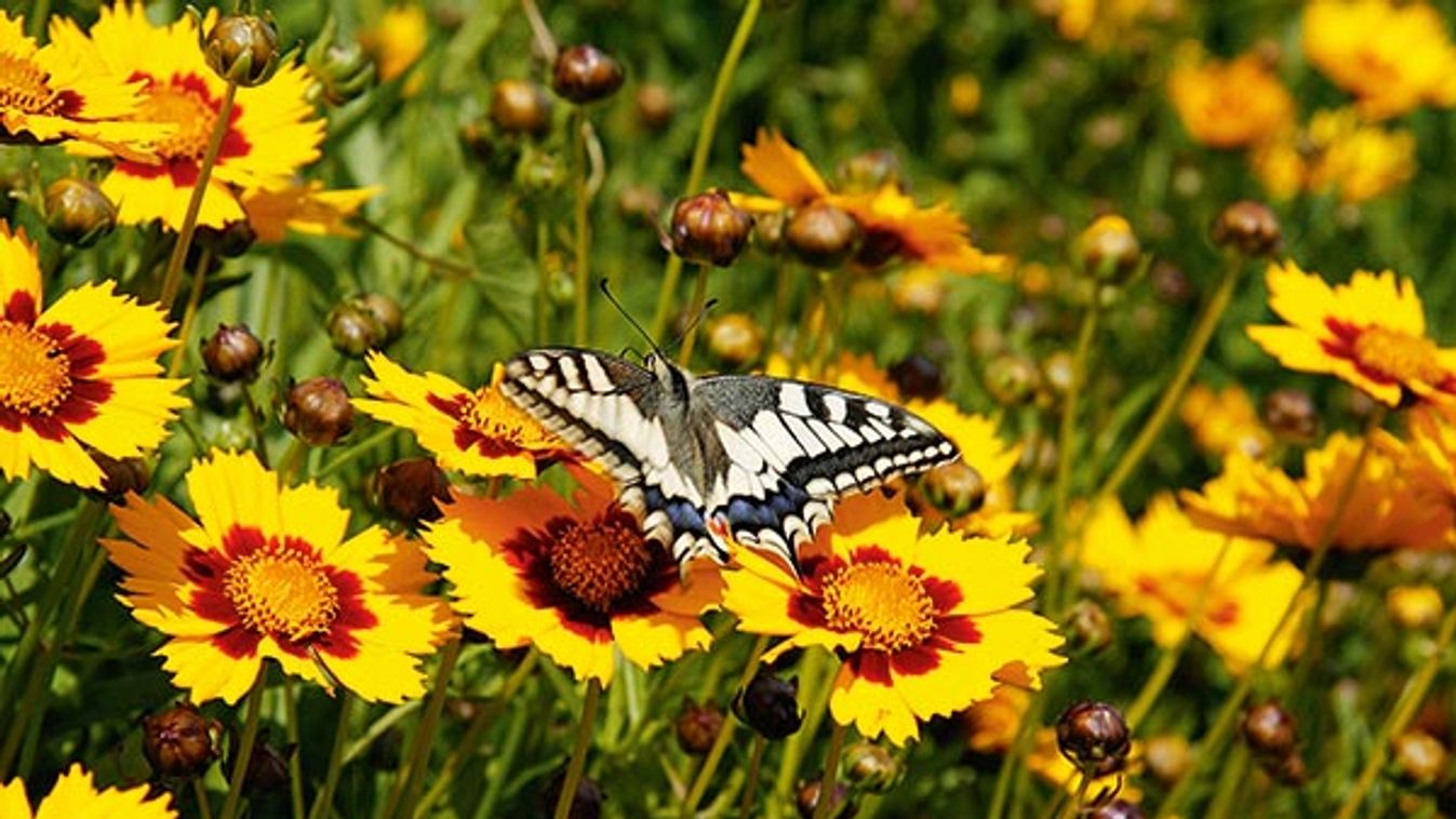 Swallowtail butterfly on a flower of Coreopsis.