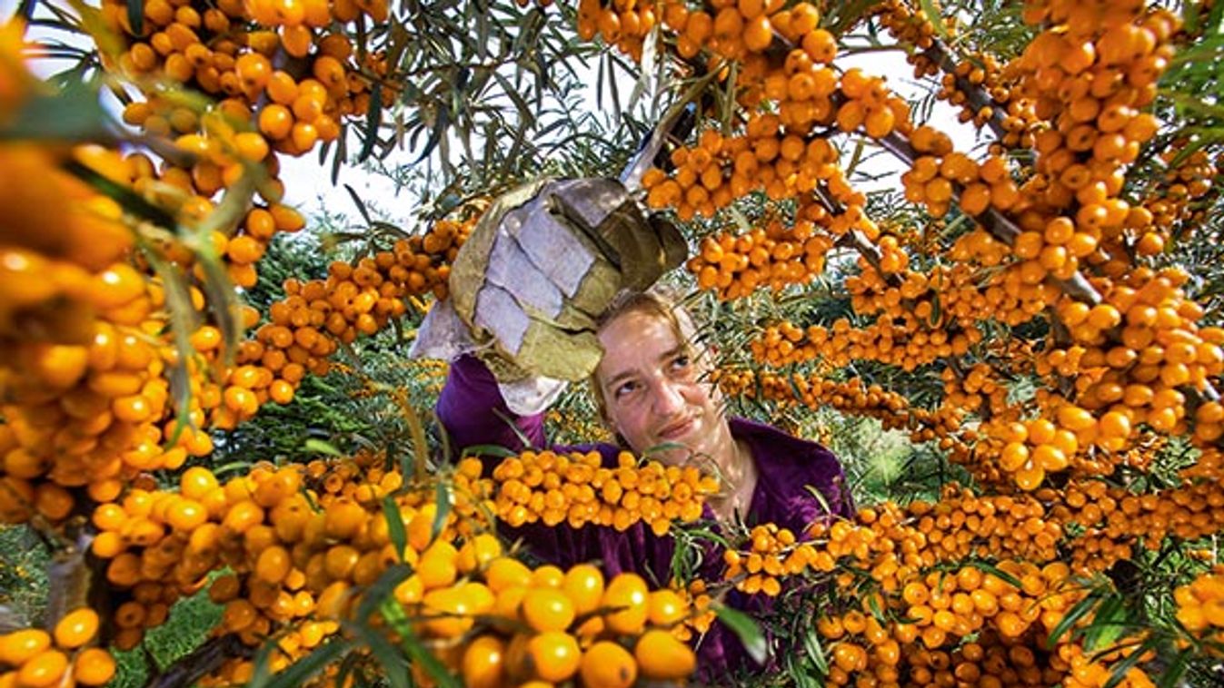 Sea buckthorn harvest