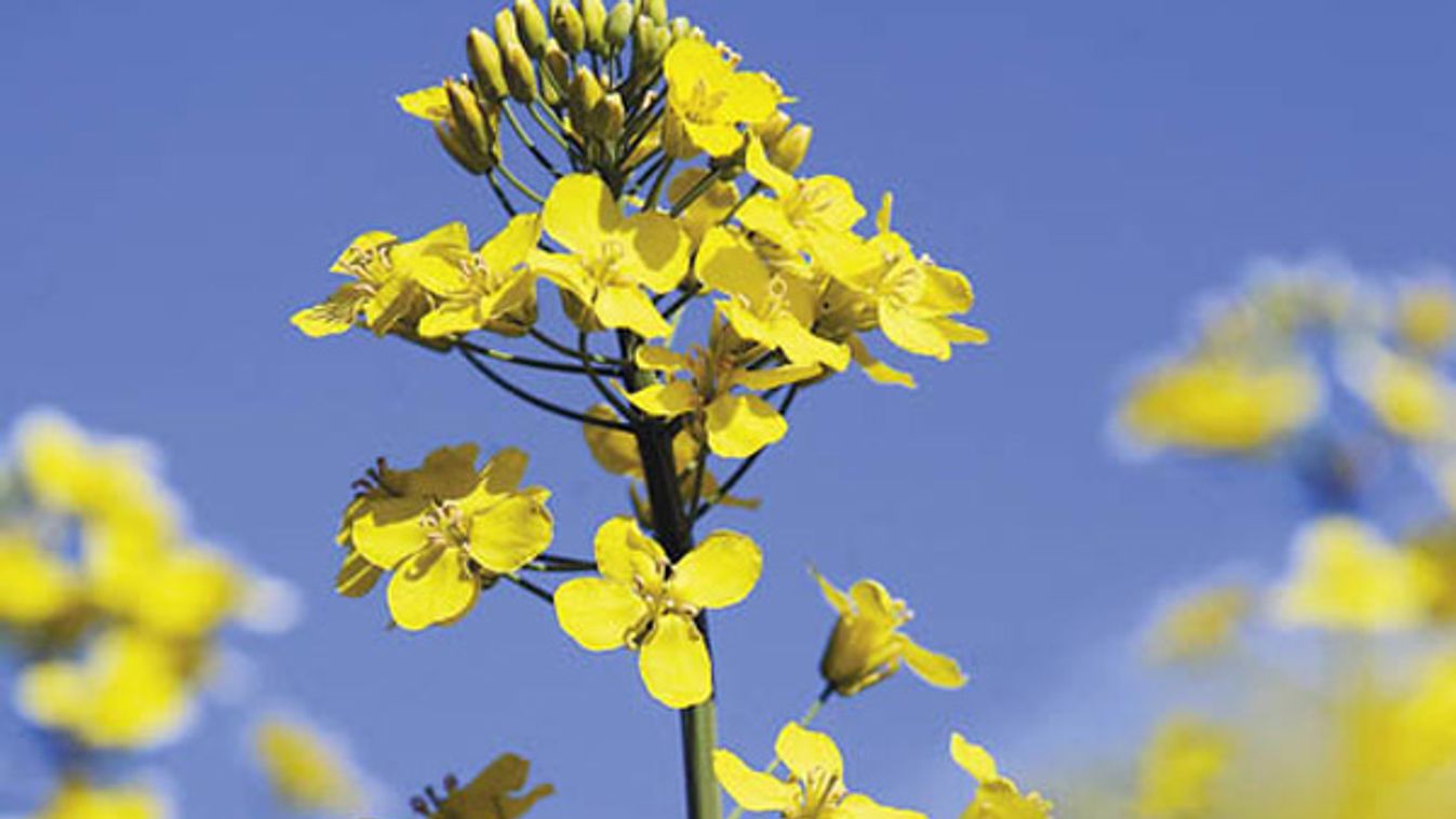 Eddig GMO-mentes a repcevetőmag